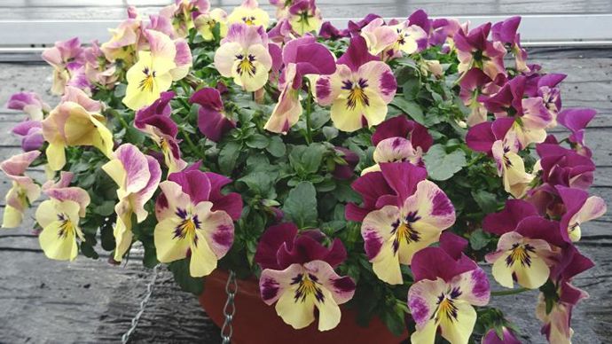 Viola x wittrockiana Coolwave® Raspberry Swirl, type spreading. ©G. Baron